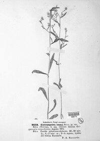 Cercosporella virgaureae image